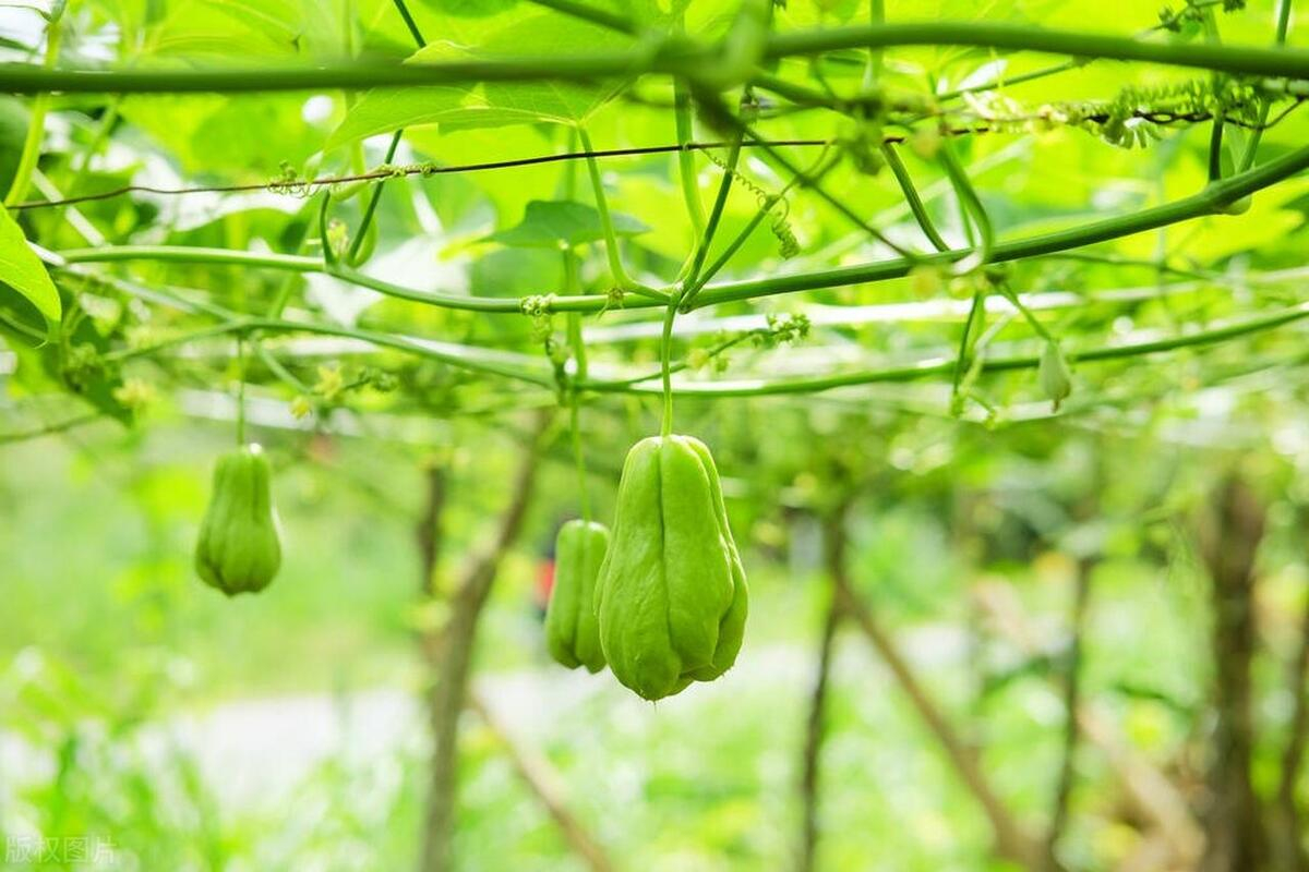 致富种植什么比较赚大钱_科学种植致富方法_种植致富宝典