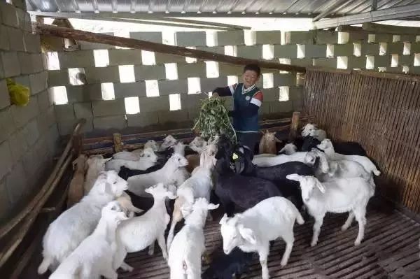 致富养殖项目农村_致富养殖什么最赚钱_养殖致富之星