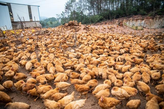 致富经开土鸡专卖店6_致富专卖土鸡店开门了吗_开一家土鸡专卖怎么样