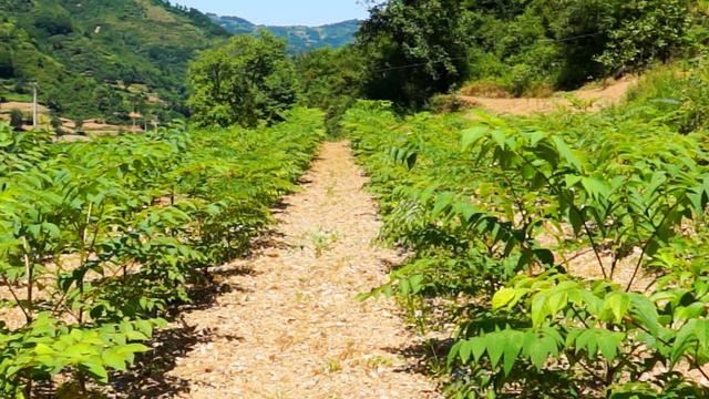 致富经大棚种植香椿_种植大棚香椿的经济效益_致富大棚种植香椿怎么样
