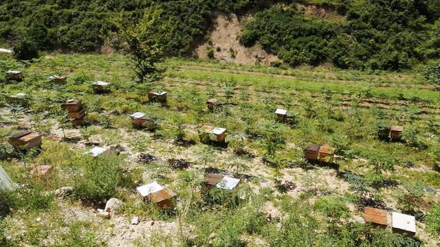 致富大棚种植香椿怎么样_致富经大棚种植香椿_种植大棚香椿的经济效益