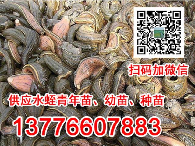 养殖北方水蛭技术要求_北方养殖水蛭的周期_北方水蛭养殖技术