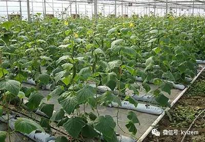 冬季黄瓜苗定植与管理_冬天黄瓜种植技术视频_黄瓜冬季种植技术视频