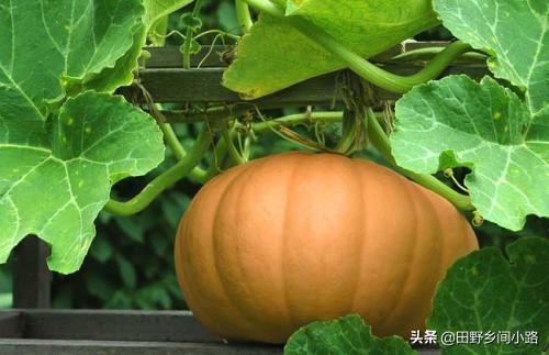 南瓜东北种植技术与管理_东北南瓜种植时间_东北南瓜种植技术