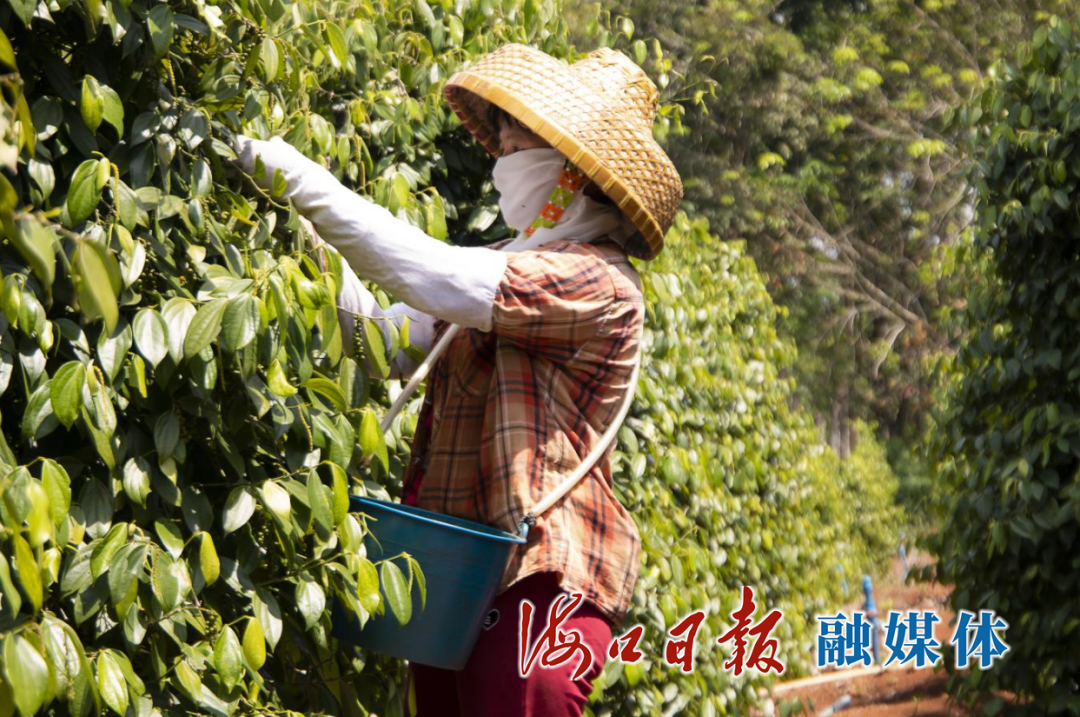 海口构建胡椒现代化产业体系，激发乡村产业发展新活力
