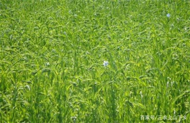 种植亚麻致富项目_致富种植亚麻项目怎么样_亚麻种植的经济效益