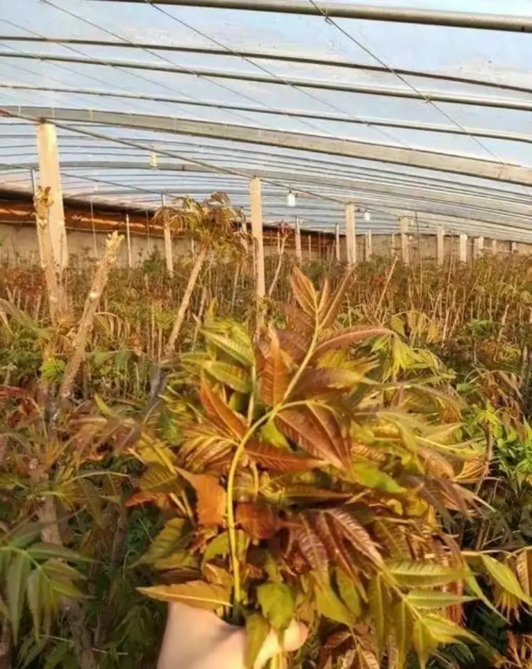 致富经大棚种植香椿_致富大棚种植香椿好吗_种植大棚香椿的经济效益