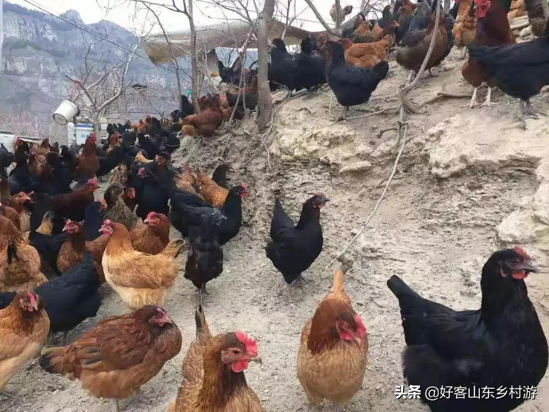 致富经开土鸡专卖店6_开一家专门卖土鸡和土鸡蛋_致富专卖土鸡店开业祝福语