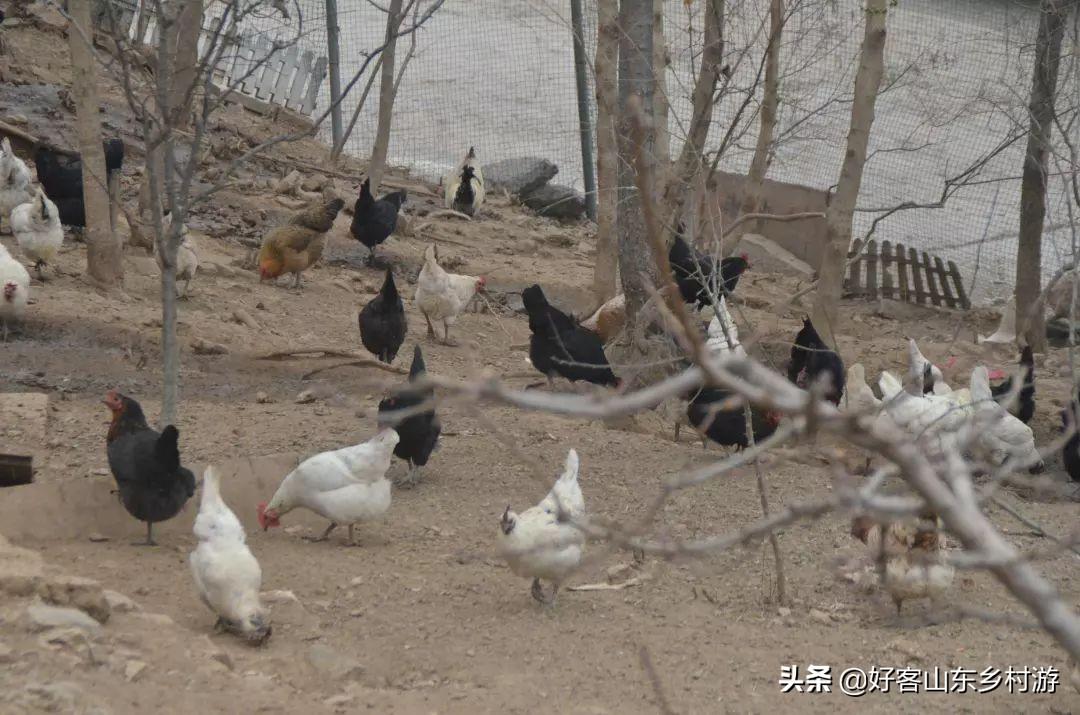 致富经开土鸡专卖店6_致富专卖土鸡店开业祝福语_开一家专门卖土鸡和土鸡蛋