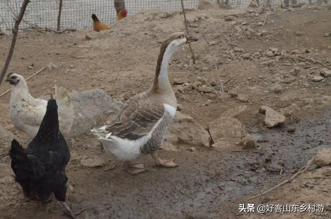 致富经开土鸡专卖店6_开一家专门卖土鸡和土鸡蛋_致富专卖土鸡店开业祝福语
