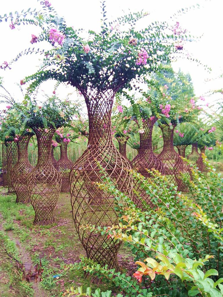种树致富经_种植致富业_种植致富树培育