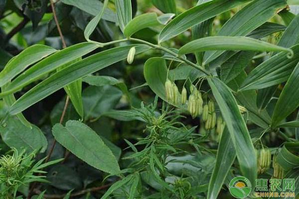 种植黄精赚钱吗？黄精种植效益如何？（附种植技术）