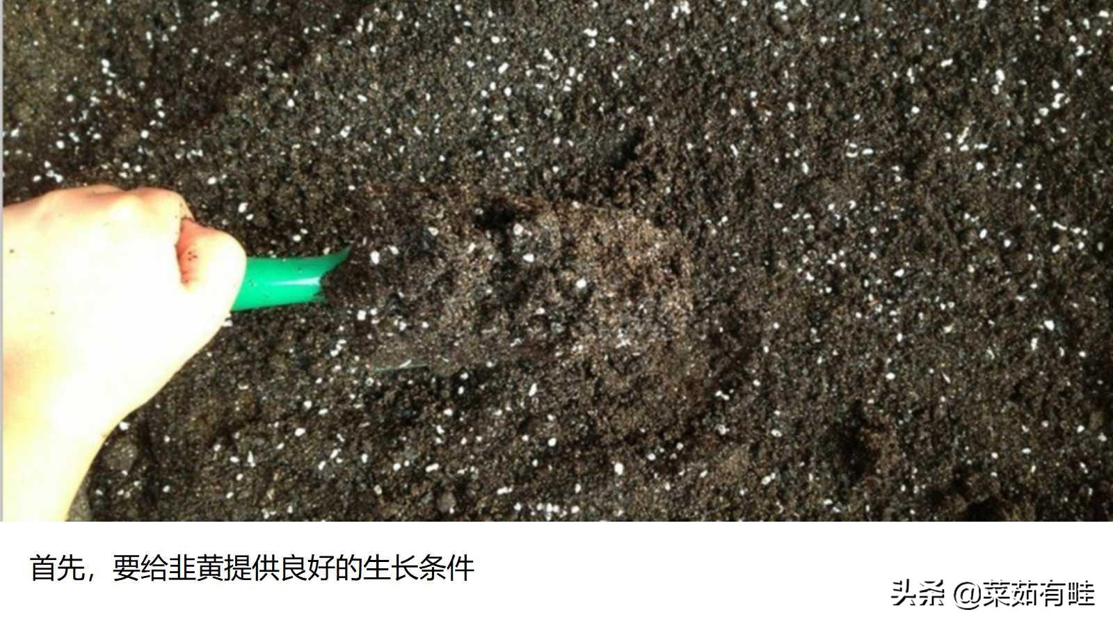 大棚种韭黄种植技术大棚_农广天地韭黄大棚种植视频_大棚种植韭黄高产技术