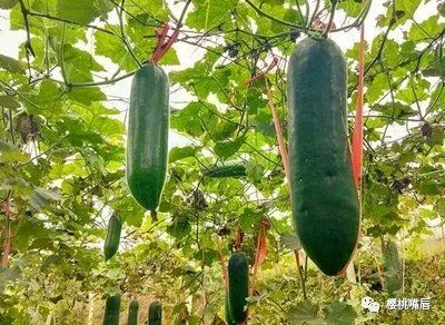 冬瓜种植管理技术视频_冬瓜种植管理技术要点视频_种植冬瓜管理技术