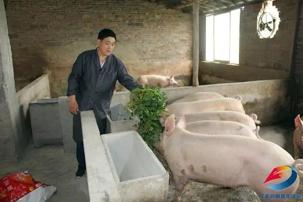 重庆丰都养牛基地图片_重庆农村养殖好项目_重庆丰都养殖致富