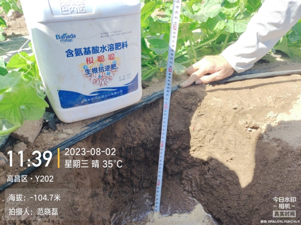 哈密瓜前期管理要点