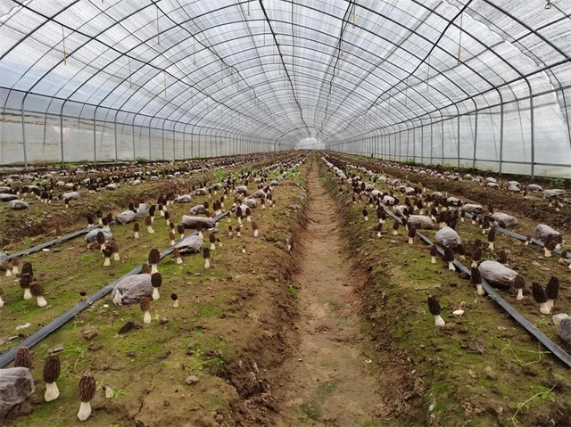 乡村振兴在行动｜河南唐河：小菌菇种出致富大产业