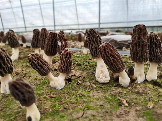 香菇种植的利润怎么样_香菇种植致富经_农用香菇种植致富