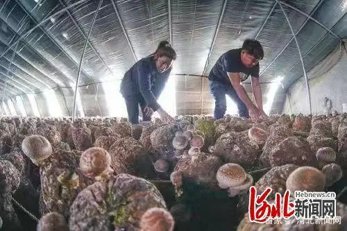 农用香菇种植致富_香菇种植致富经_香菇种植的利润怎么样