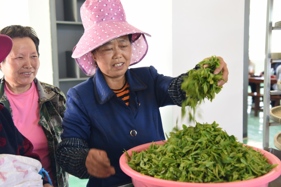 蒲公英茶树_致富茶叶蒲公英种植视频_蒲公英茶叶种植致富