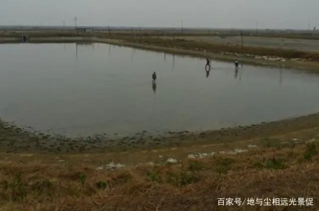 基围虾养殖前景_基围虾养殖技术培训_基围虾的养殖技术视频