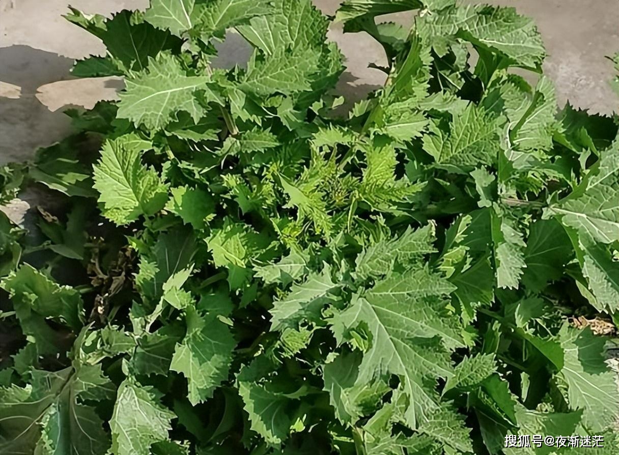 种植菜荞技术视频_荞的种植技术_荞菜种植技术
