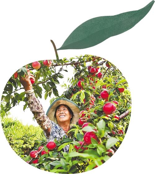 小白瓜的大棚种植技术_小白瓜亩产多少斤_小瓜种植视频
