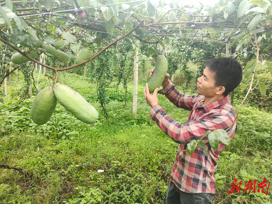 八月瓜种植托起农民致富梦