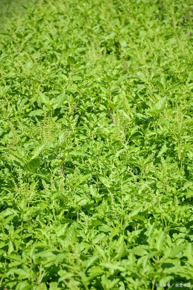 养殖种植牧草类技术规范_养殖种植牧草类技术要求_养殖类牧草种植技术