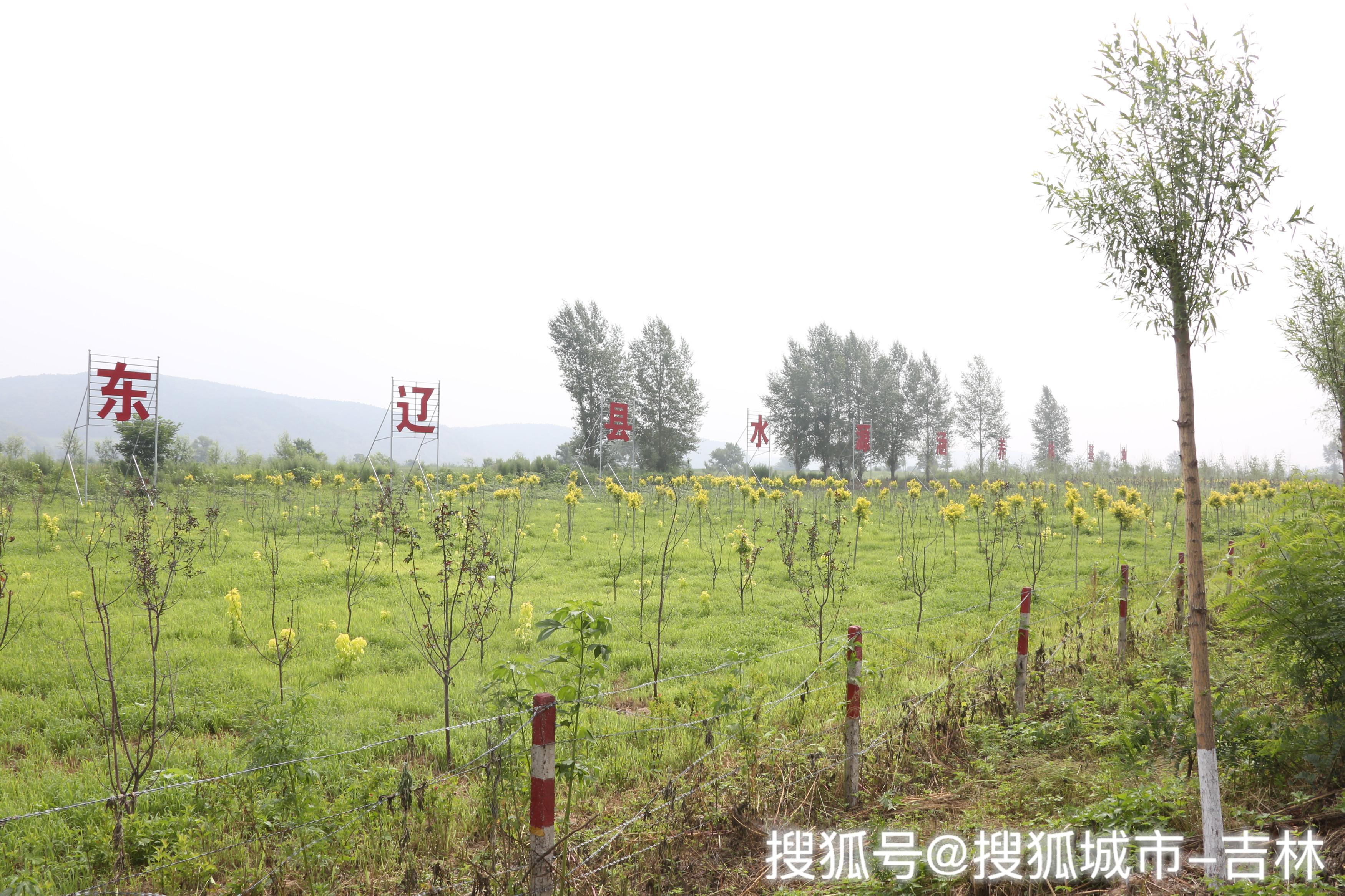 东辽县水源涵养林建设成效显著
