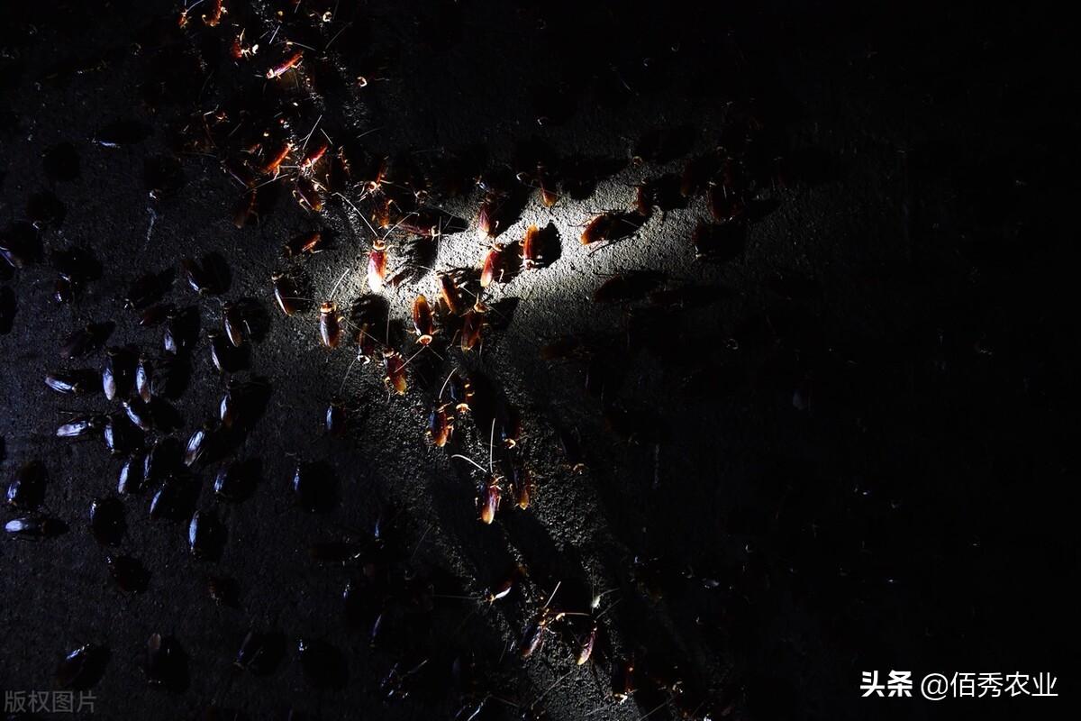 致富经蝎子养殖成功案例_蝎子养殖致富公司_致富蝎子养殖公司招聘