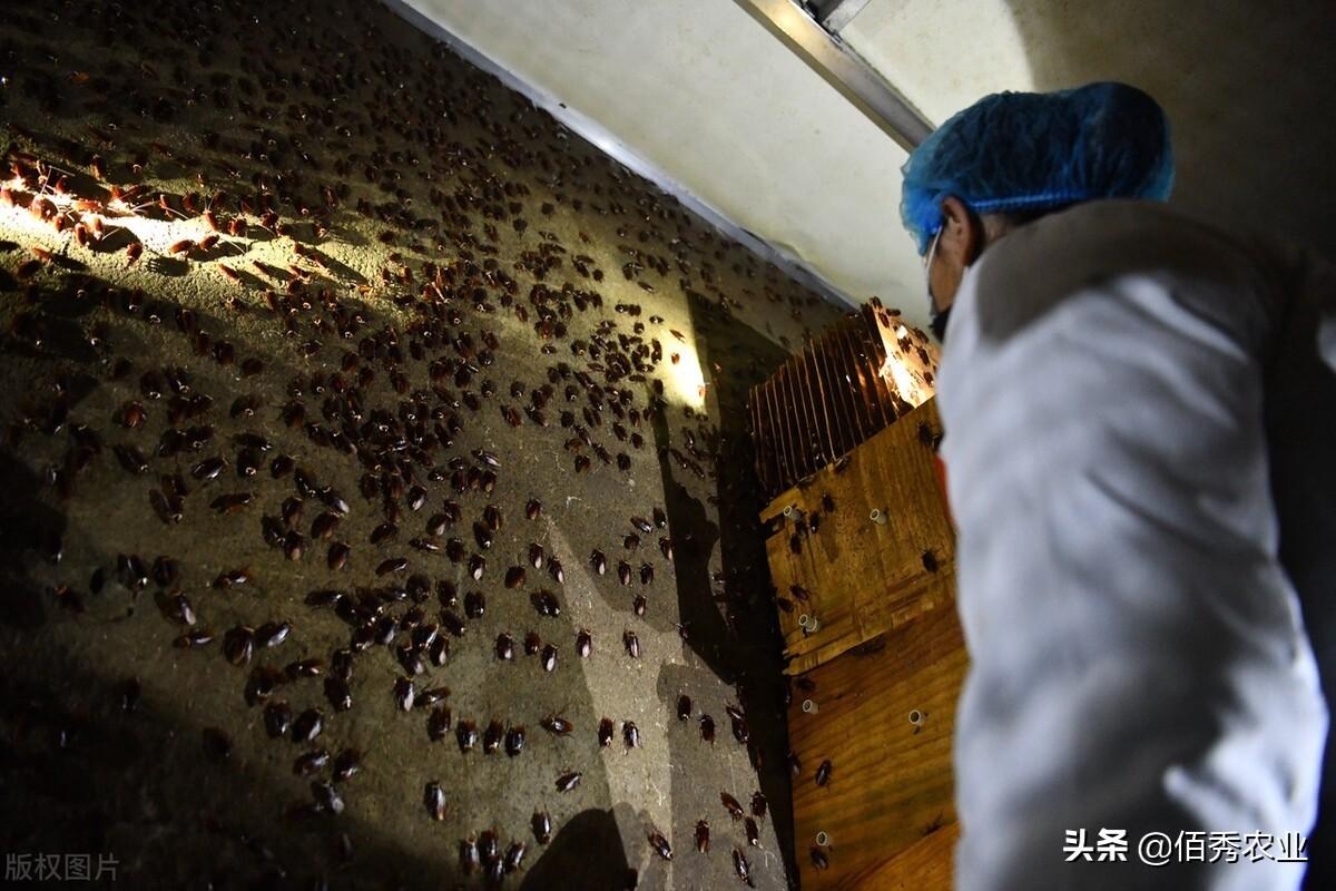 致富经蝎子养殖成功案例_蝎子养殖致富公司_致富蝎子养殖公司招聘