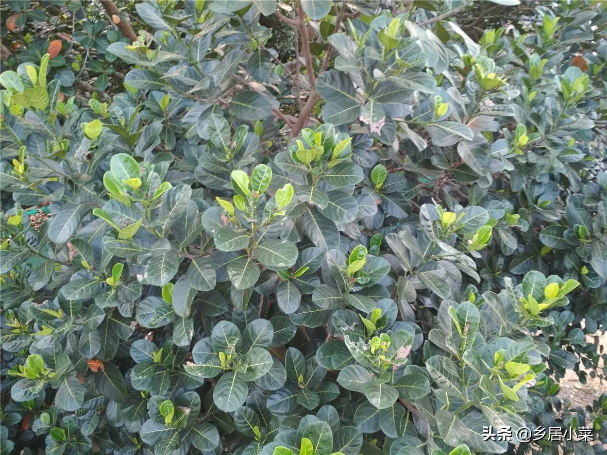菠萝蜜种植法_菠萝蜜种植技术_菠萝蜜种植视频
