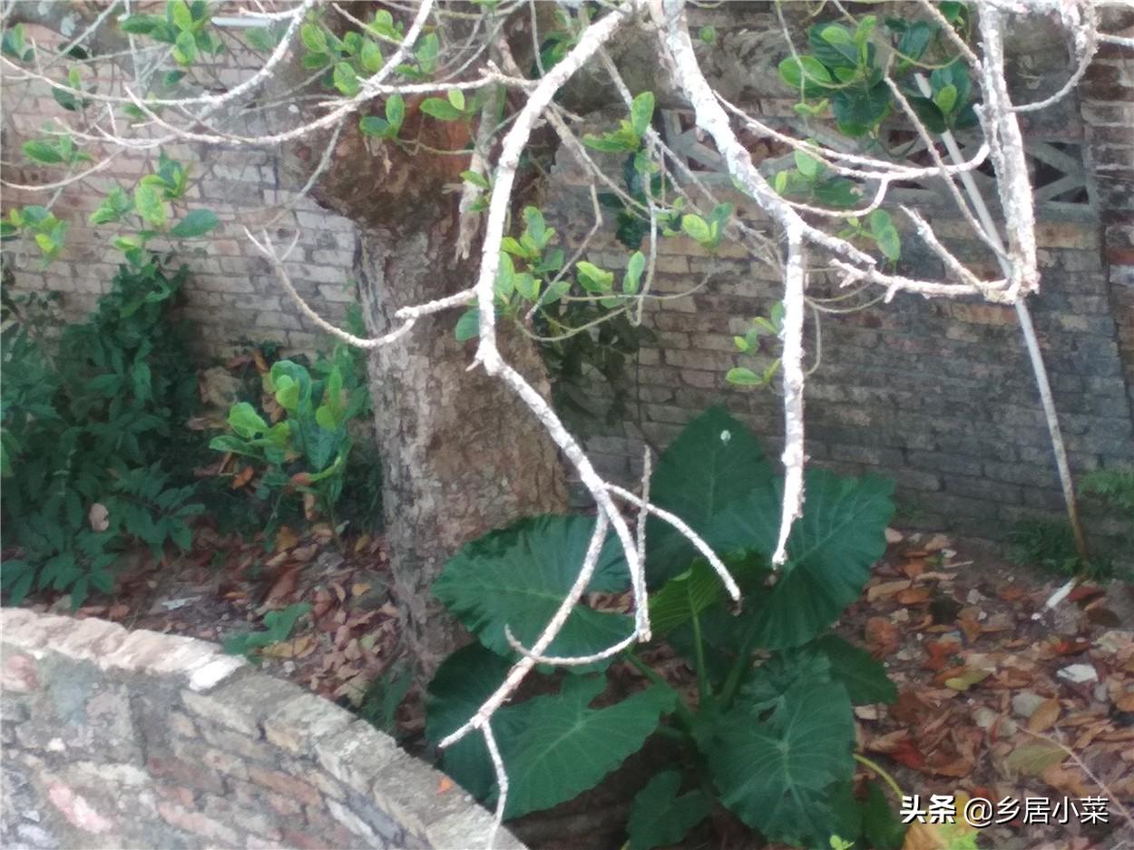 菠萝蜜种植法_菠萝蜜种植视频_菠萝蜜种植技术