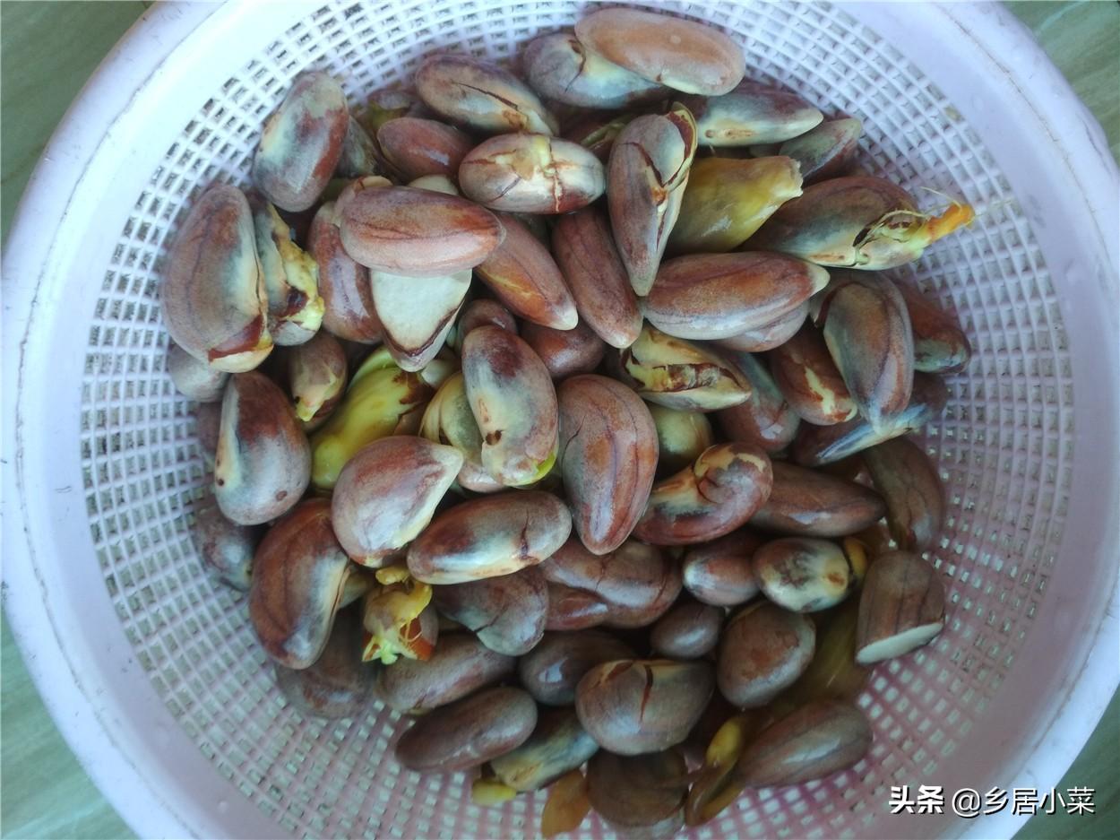 菠萝蜜种植法_菠萝蜜种植技术_菠萝蜜种植视频