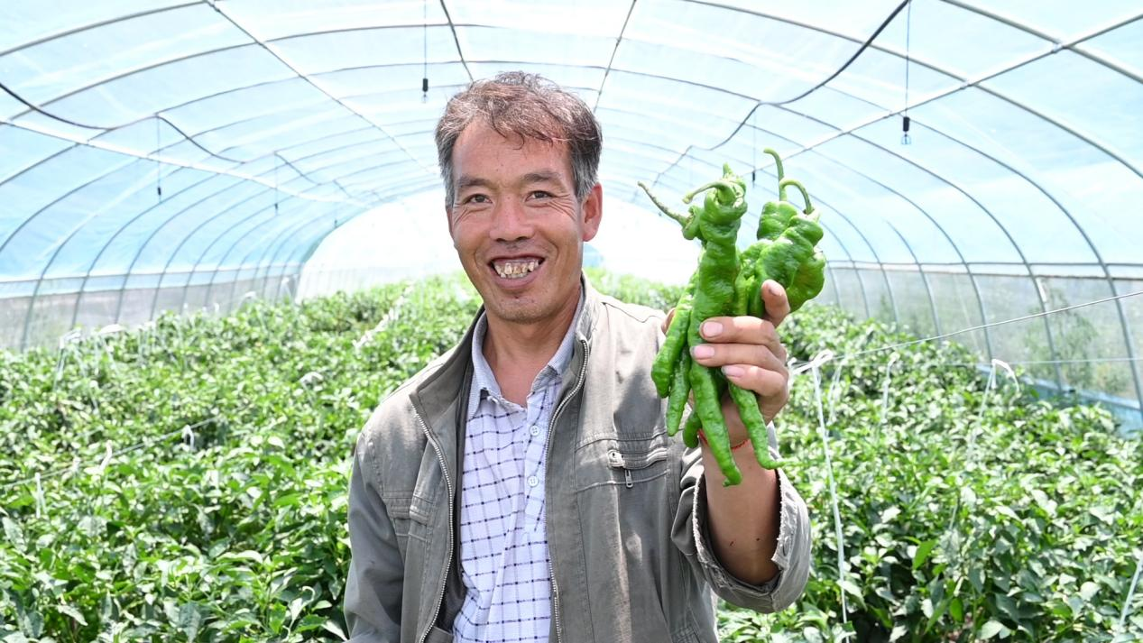 致富蔬菜种植技术视频_致富蔬菜种植方法_蔬菜种植   致富