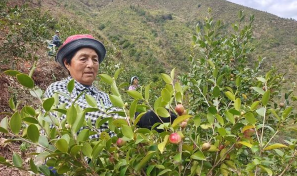 致富经油茶种植视频_致富经道山茶油_致富经油茶
