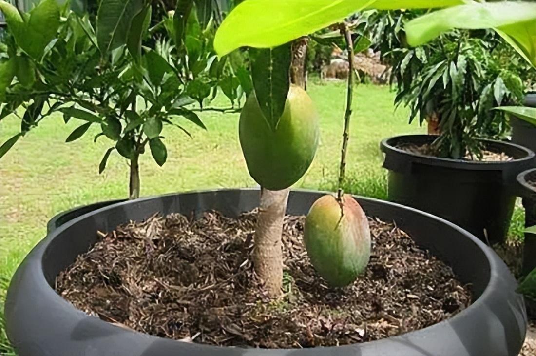 蜜菠萝种植技术视频_菠萝蜜种植视频_菠萝蜜种植技术