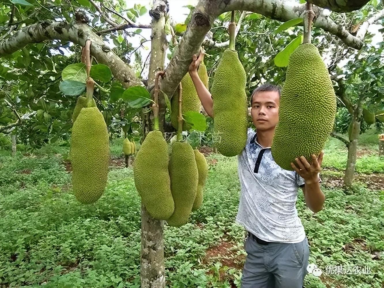 菠萝蜜种植技术_蜜菠萝种植技术视频_菠萝蜜种植视频