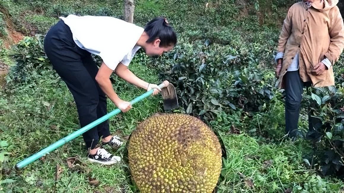 菠萝蜜种植视频_蜜菠萝种植技术视频_菠萝蜜种植技术