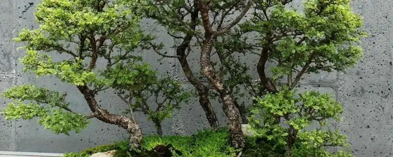 养殖榕树的注意事项_养殖榕树技术与管理_榕树的养殖技术