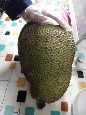 广西菠萝蜜果树病虫害影响因素及养护管理工作