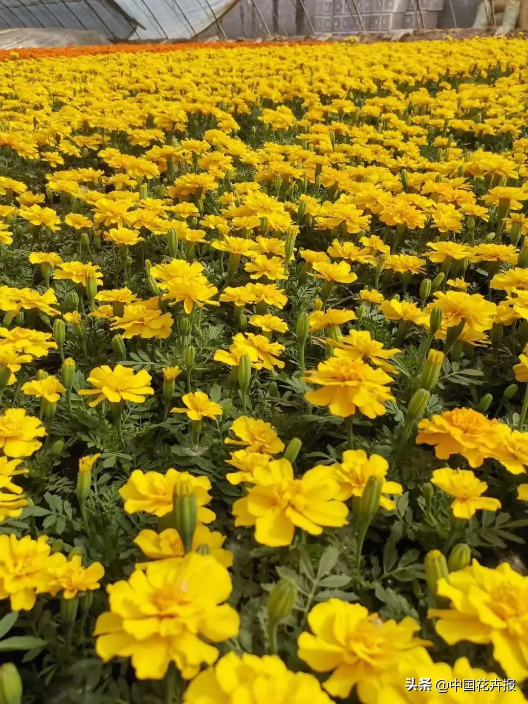 白领种植蘑菇致富_村民种植黑皮冬瓜致富_种植佛甲草致富吗