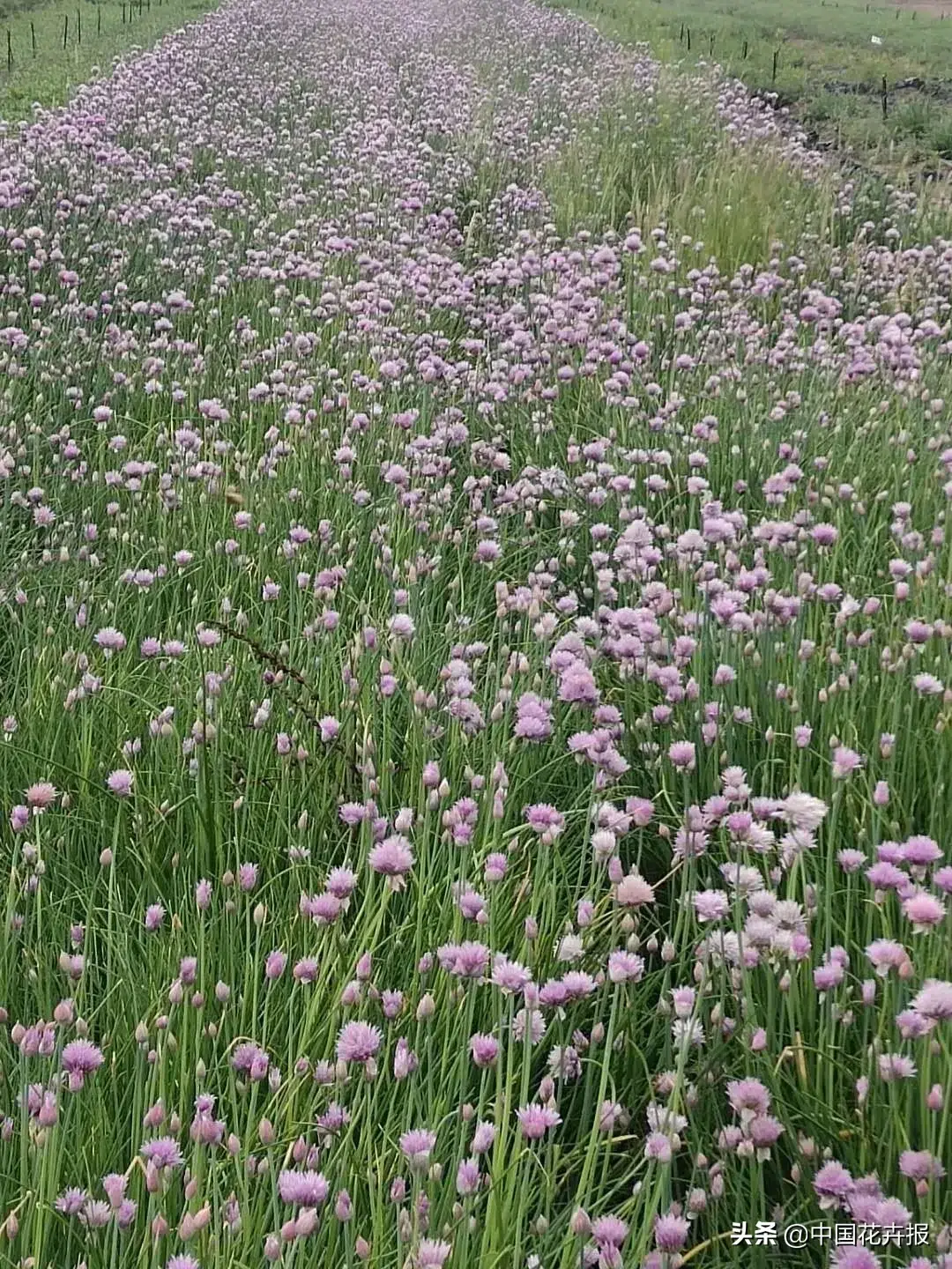 村民种植黑皮冬瓜致富_种植佛甲草致富吗_白领种植蘑菇致富