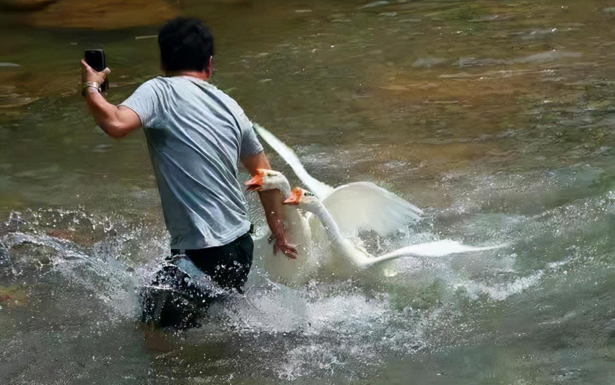 致富项目养鸡_养殖各种鸡致富_养殖鸡致富经