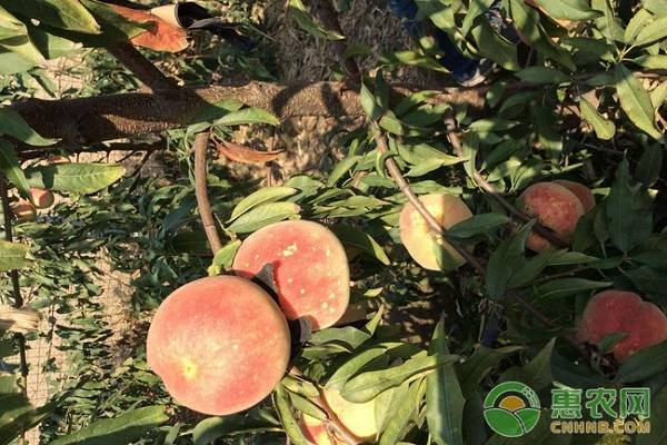 我国桃子的产地及品种介绍