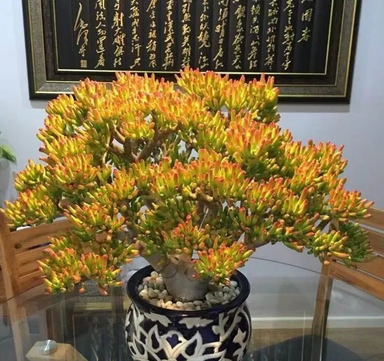 种植佛甲草致富吗_丝瓜种植致富_扫帚草成了致富草