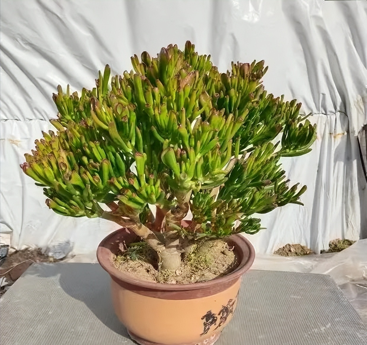 种植佛甲草致富吗_扫帚草成了致富草_丝瓜种植致富