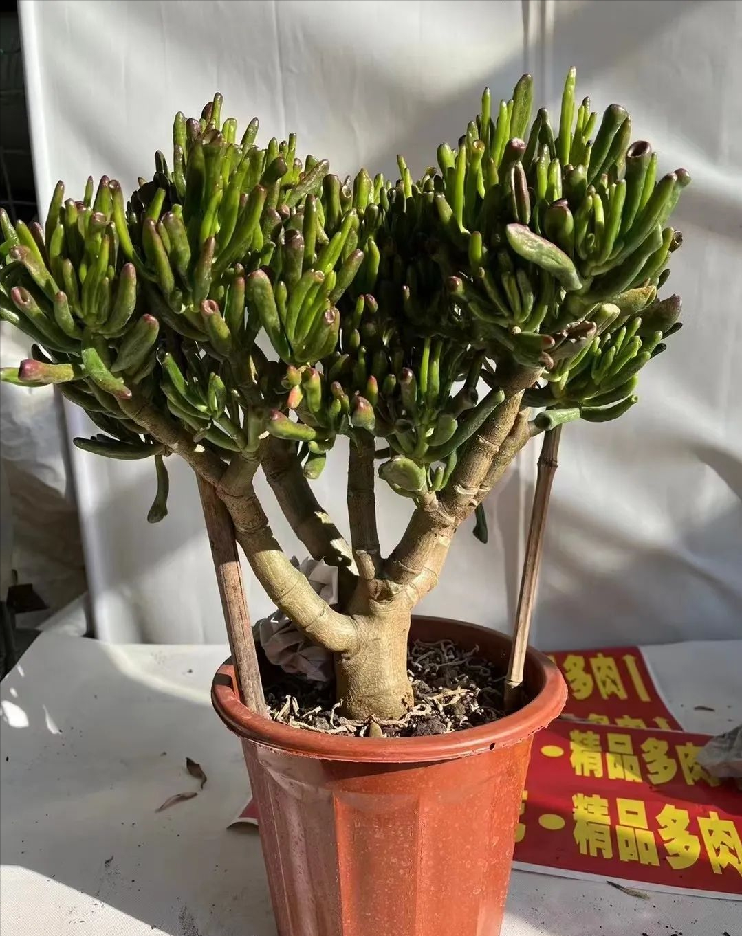 扫帚草成了致富草_种植佛甲草致富吗_丝瓜种植致富