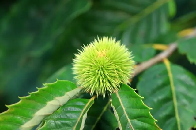 栗子树适合哪里种植？选择适宜的种植地点至关重要